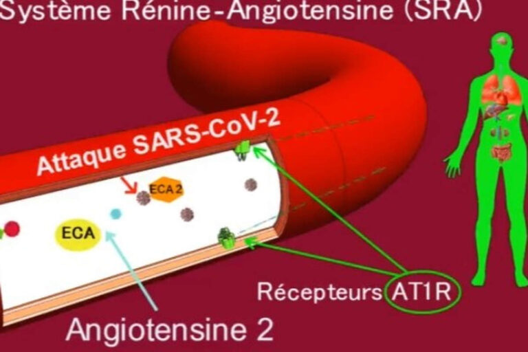 Système rénine-angiotensine (capture)