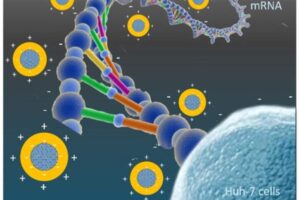 Ce travail décrit les premières étapes d'une méthode de préparation potentiellement intéressante pour des systèmes de libération d'ARNm stables et efficaces. (Image Chemistry Europe)