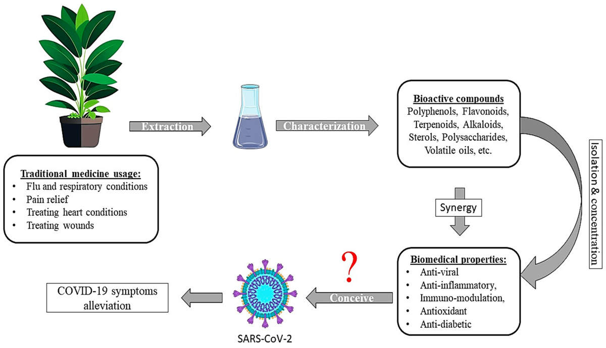 Le potentiel des plantes médicinales en tant que source de composés bioactifs potentiels pour la gestion des symptômes du SRAS-CoV-2 et du e laCOVID-19. (capture MDPI)