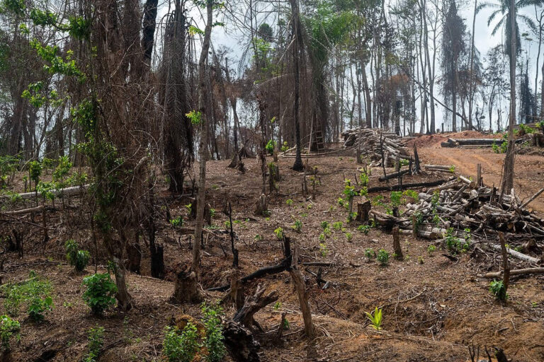 La déforestation peut accroître le risque d’émergence de nouvelles maladies potentiellement pandémiques. ( Sid Mbog, CC BY-SA 4.0, via Wikimedia Commons