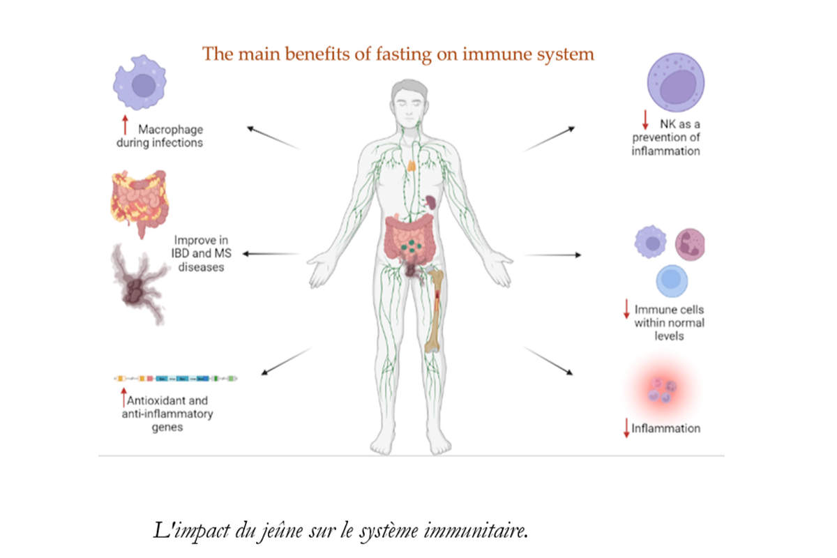 Impact du jeûne sur le système immunitaire