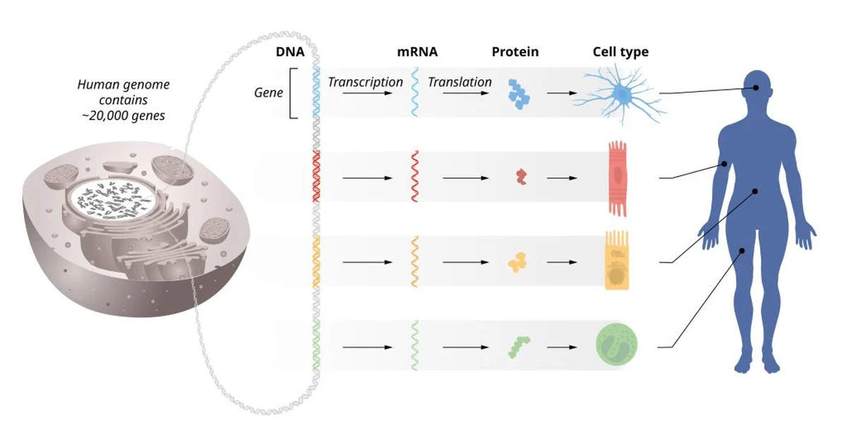 Le flux d'informations génétiques de l'ADN à l'ARNm et aux protéines. L'information génétique identique est stockée dans l'ADN de toutes les cellules de notre corps. Cela nécessite une régulation précise de l'activité des gènes afin que seul le bon ensemble de gènes soit actif dans chaque type de cellule spécifique. Comité Nobel de physiologie ou de médecine. Illustration. Mattias Karlén