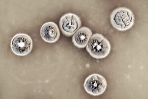 "C’est au contact des racines des plantes que s’unissent les bactéries Streptomyces" (Photo Université de Lorraine)