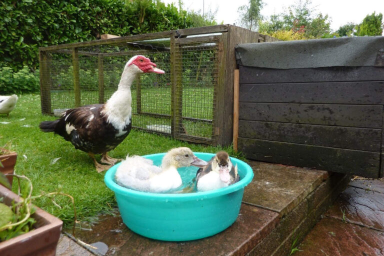 canards de barbarie, sauvagine, dindon de l'eau (PxHere)