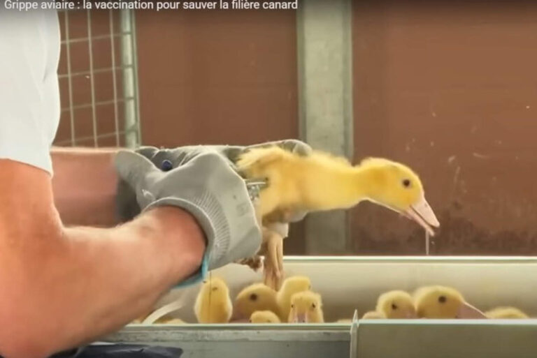 Vaccination des canards (capture, YouTube)
