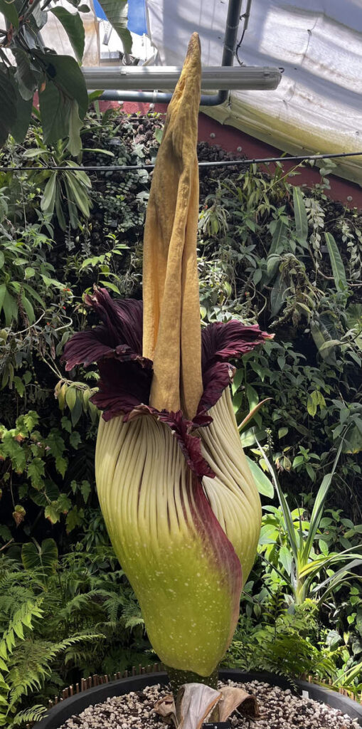 Arum_Titan_-_Jardin_botanique_de_Villers_les_Nancy Inès Kronz, CC BY-SA 4.0 httpscreativecommons.orglicensesby-sa4.0, via Wikimedia Commons