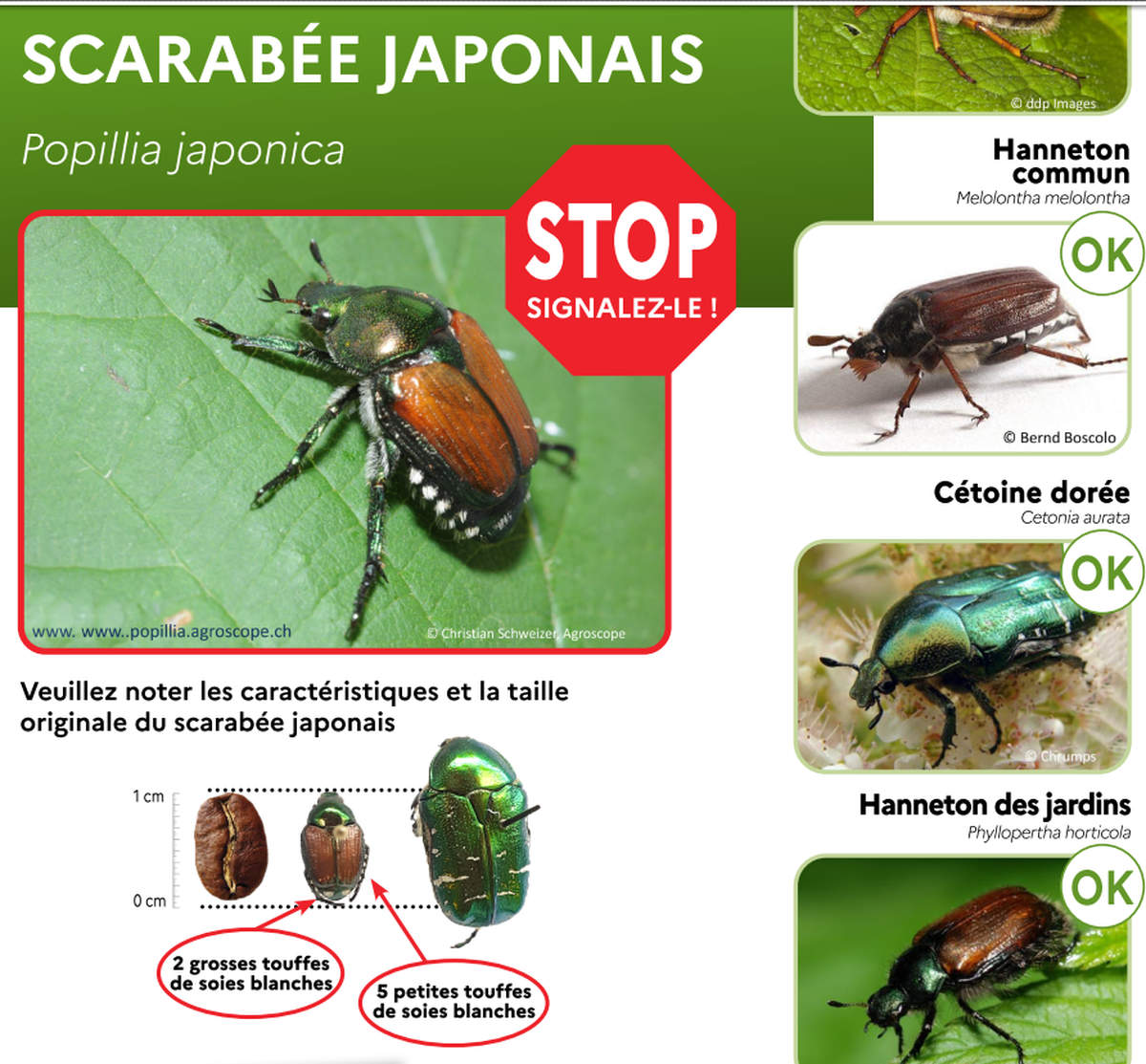 Scarabée japonais (image préfecture Grand Est)