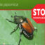 Détection du scarabée japonais Popillia japonica en Alsace