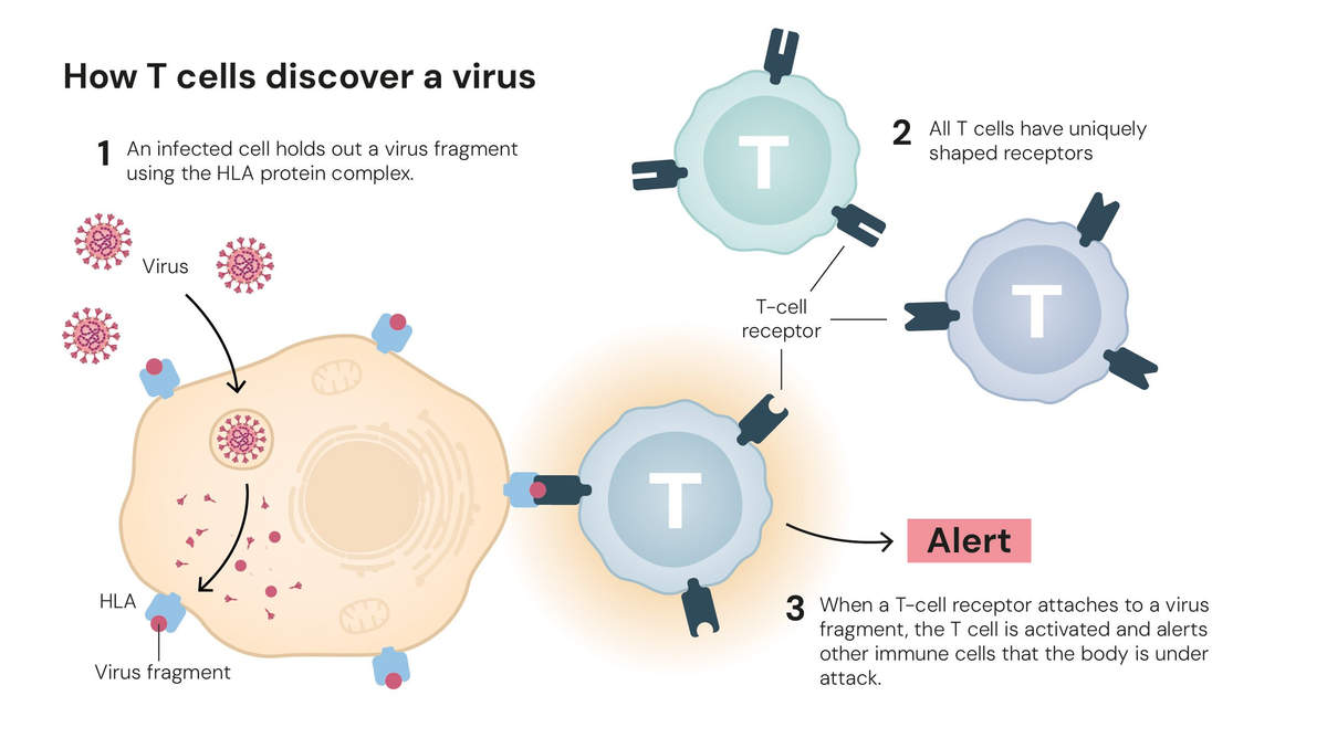Comment les cellules T découvrent un virus (illustration Nobel Price)