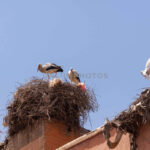 Des cigognes en Alsace et en Lorraine (UnlimPhotos)