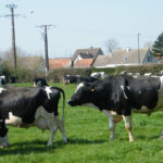 Élevage dans la Somme (APictche, CC BY-SA 4.0, via Wikimedia Commons)