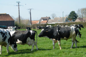 Élevage dans la Somme (APictche, CC BY-SA 4.0, via Wikimedia Commons)