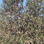 Des oliviers chargés de drupes (DR)