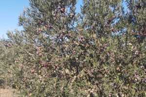 Des oliviers chargés de drupes (DR)