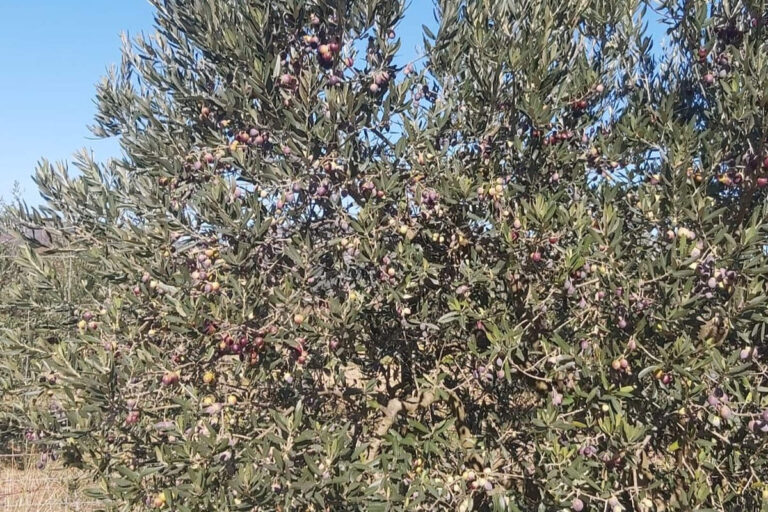 Des oliviers chargés de drupes (DR)