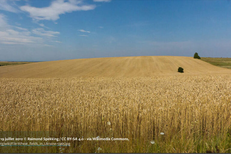 champs de blé en Ukraine (Wikimedia Commons)
