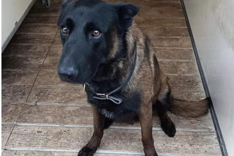 Dino, le chien de la brigade canine de Metz (DR).