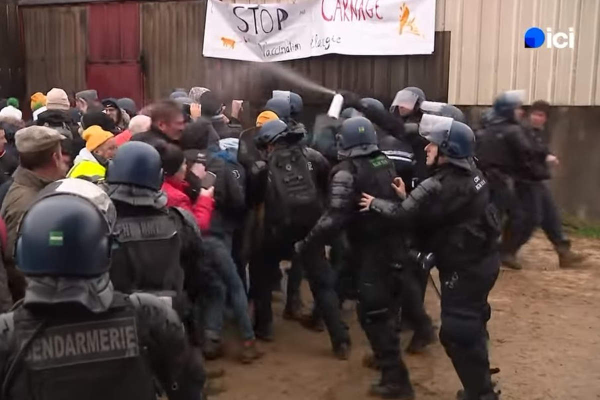 Des agriculteurs opposés à l'abattage d'un troupeau de vaches délogés par les forces de l'ordre (capture YouTube France3 Bourgogne)