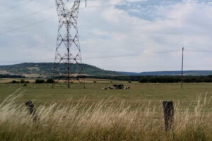 Des vaches en lein cagnard (DR)