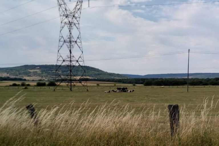 Des vaches en lein cagnard (DR)