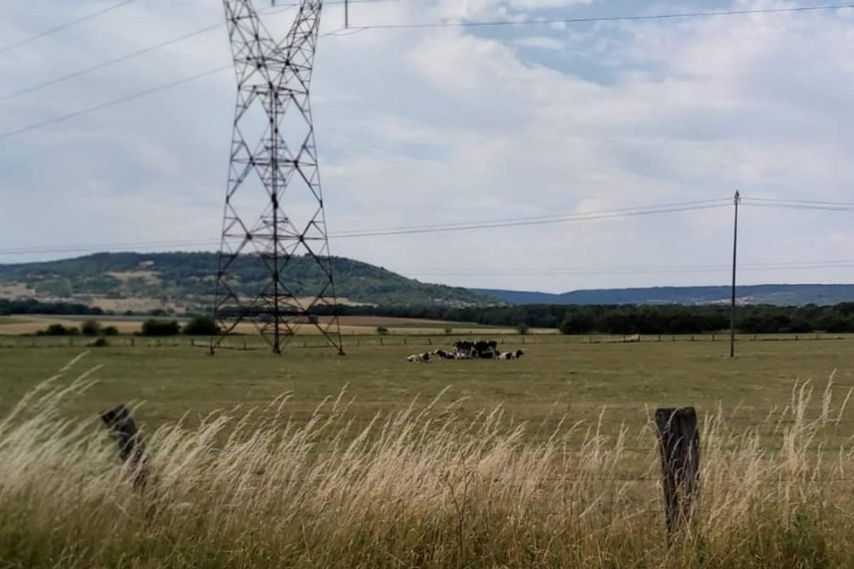 Des vaches en lein cagnard (DR)