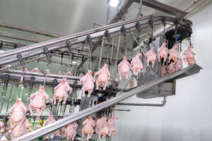Chaine de conditionnement des poulets (aUnlimhotos)